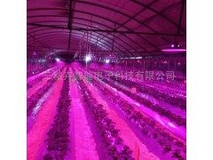 T8育苗生长组培灯，金线莲组培灯，铁皮石斛组培灯， 花卉育苗灯，白芨育苗组培灯，室内育苗组培灯，温室大棚组培灯，各种花卉育苗组培灯，全光谱组培育苗灯，草莓生长补光灯，图3
