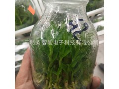 铁皮石斛组培灯图5