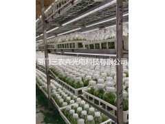 T8马尾松组培灯图2