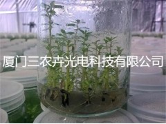 T20-桉树组培灯图2