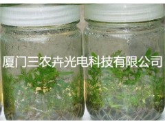 T20-桉树组培灯图3