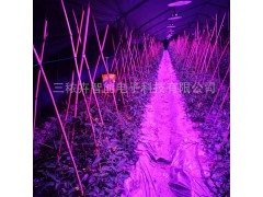 大棚番茄补光灯图2