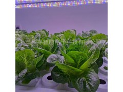 T8-植物生长灯图3