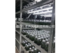 T25-蝴蝶兰组培灯图2