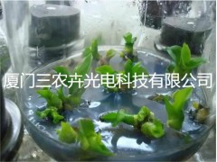 T25-蝴蝶兰组培灯图3