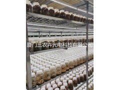 T28-金线莲组培灯图2