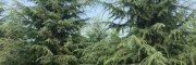 1米雪松基地2米3米4米雪松树苗 带土球发货